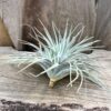 Tillandsia Silver, vuxen planta
