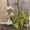 Tillandsia i svävande glasklot