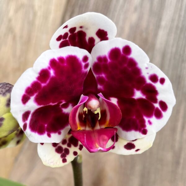 Phalaenopsis Geisha 'Dots of Wine', blomma
