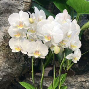 Phalaenopsis hybrid, vit, 4 stänglar