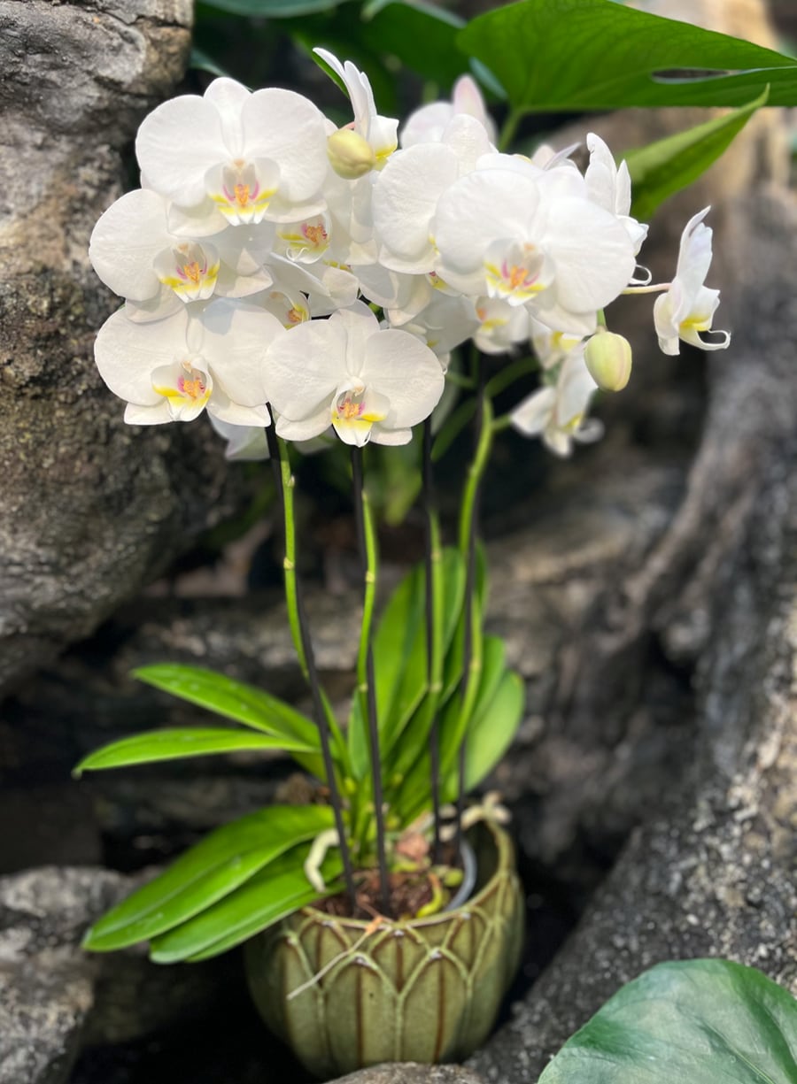 Phalaenopsis hybrid, vit, 4 stänglar, blommor