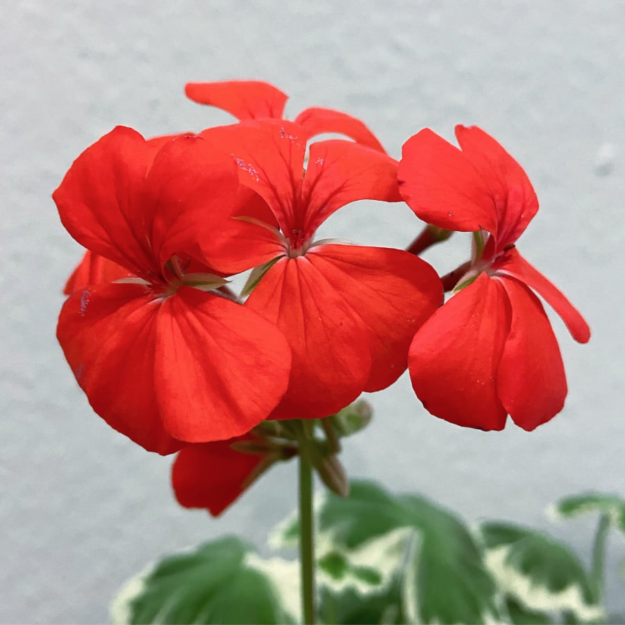 Blekingepelargon Blekingepelargon