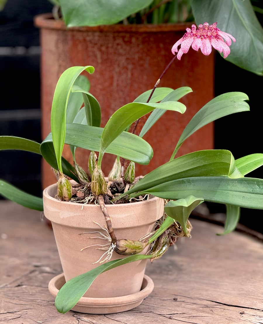 Bulbophyllum eberhardtii, blommande planta i lerkruka
