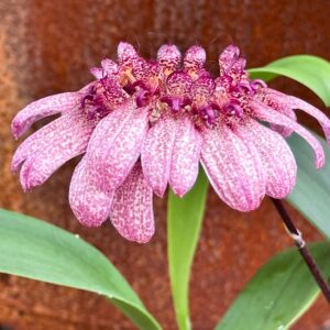 Bulbophyllum eberhardtii, blommor