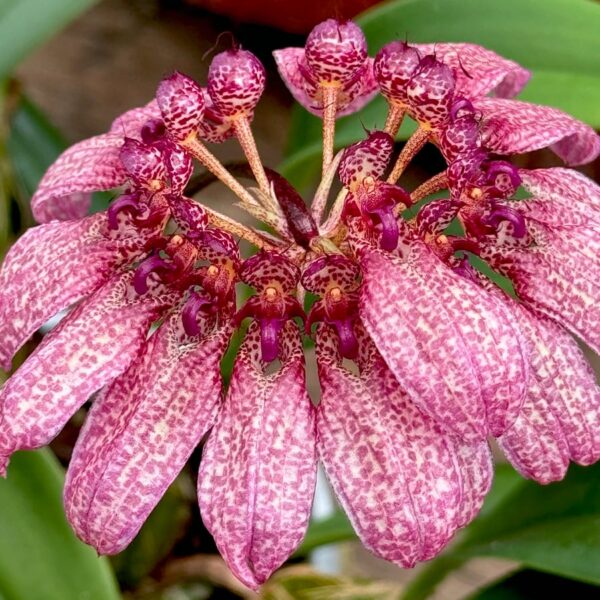 Bulbophyllum eberhardtii, blommors detaljer