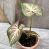 Caladium bicolor 'Freja', ung planta