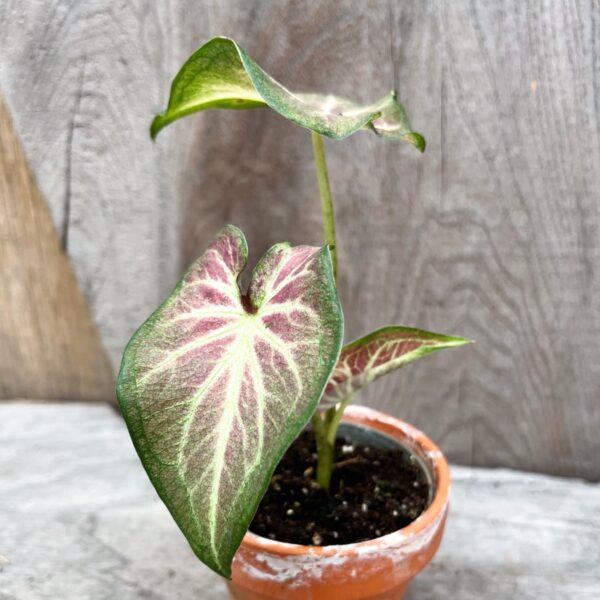 Caladium bicolor 'Freja', ung planta