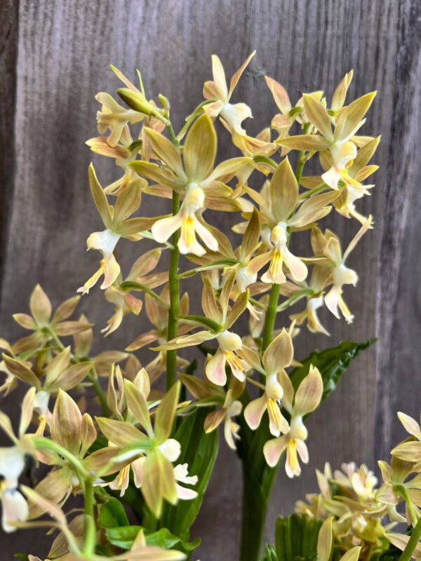 Calanthe-hybrid, beige-gul