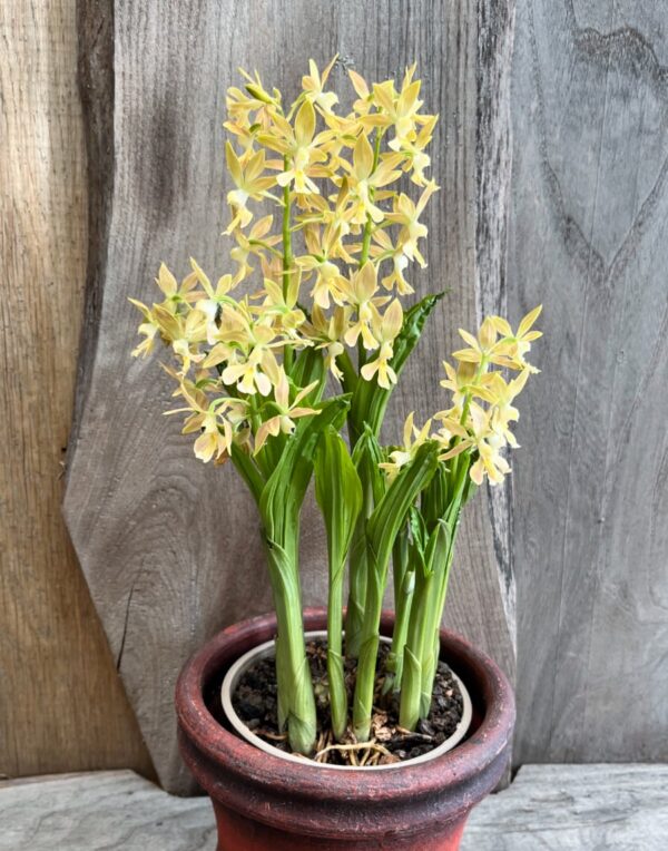 Calanthe-hybrid, beige-gul, blommande planta