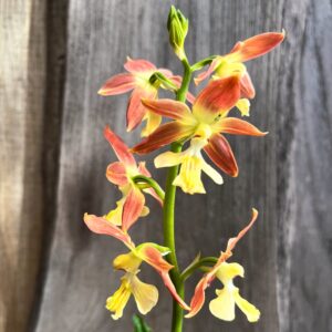 Calanthe-hybrid, rostbrun-gul