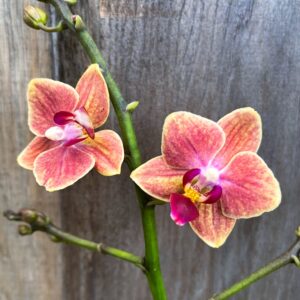 Doritaenopsis Sogo Allen, blommor