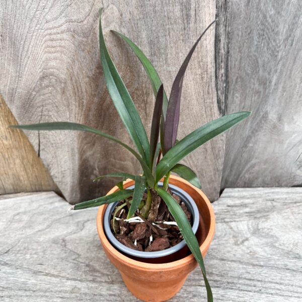 Epicattleya Cordigera × Mabel, ung planta