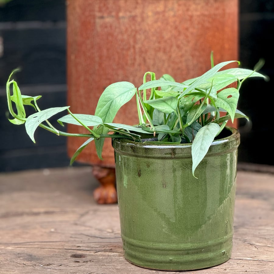Epipremnum pinnatum 'Cebu Blue', vuxen planta