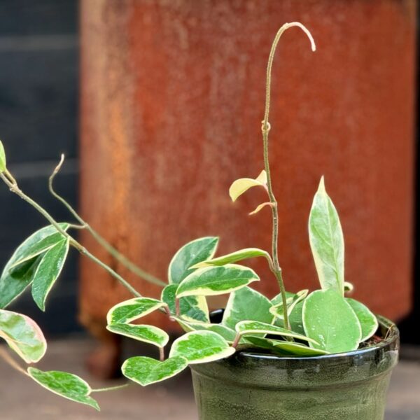 Hoya carnosa 'Krimson Queen', vuxen planta