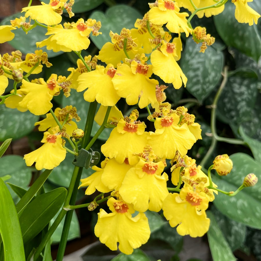 Oncidium Münsterland Stern, i blom
