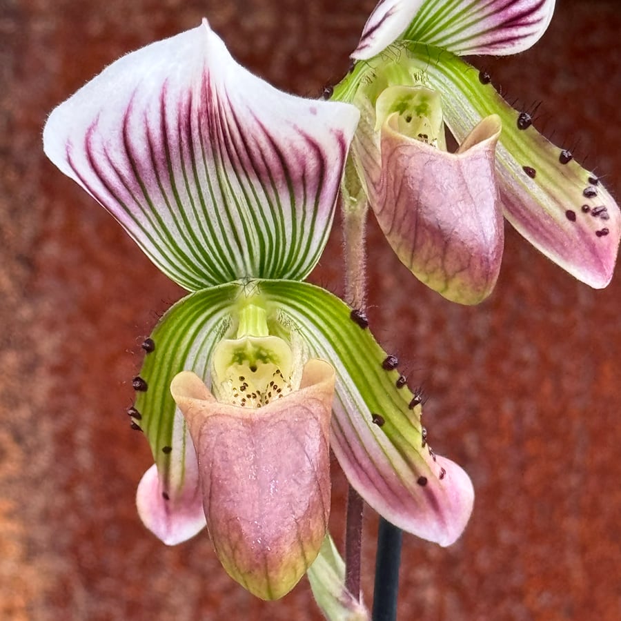 Paphiopedilum callosum var. thailandense, blomma