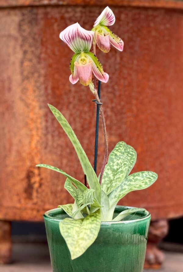 Paphiopedilum callosum var. thailandense, blommande planta