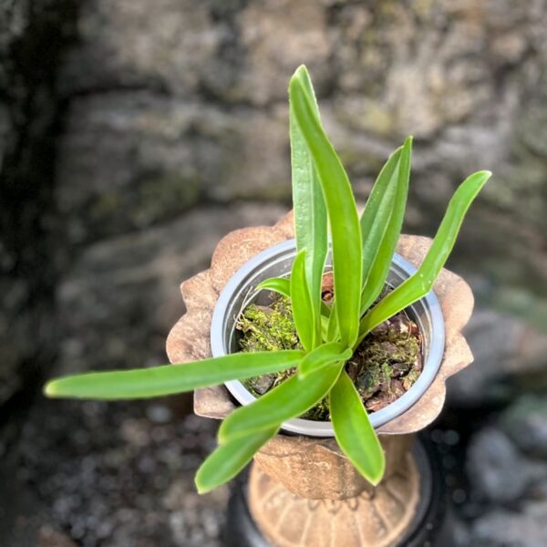 Paphiopedilum henryanum, stor nog att blomma