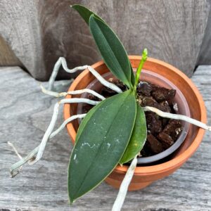 Phalaenopsis Anna-Larati Soekardi × Phalaenopsis lobbii, med stängel