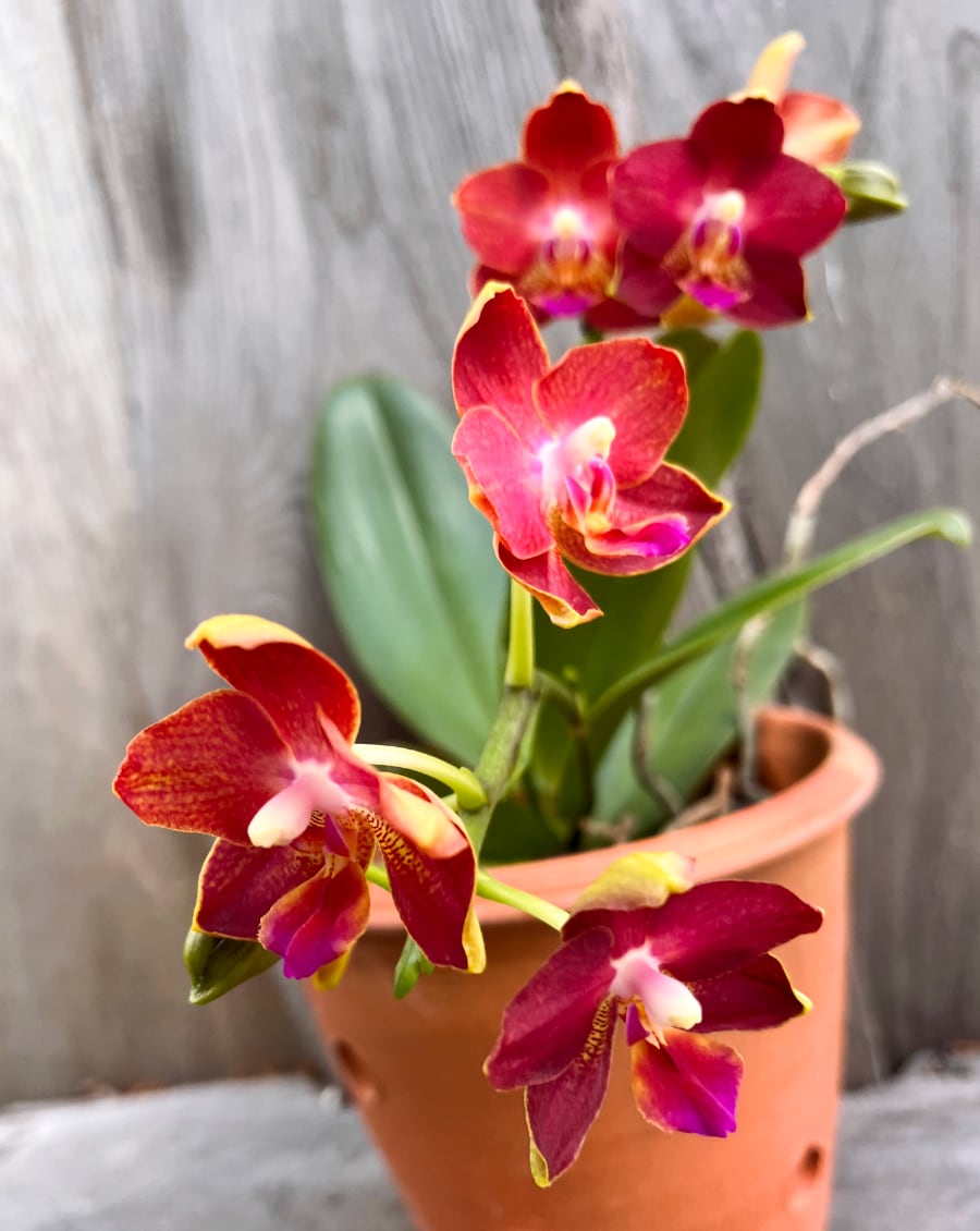 Phalaenopsis Sogo Fusion, blommor