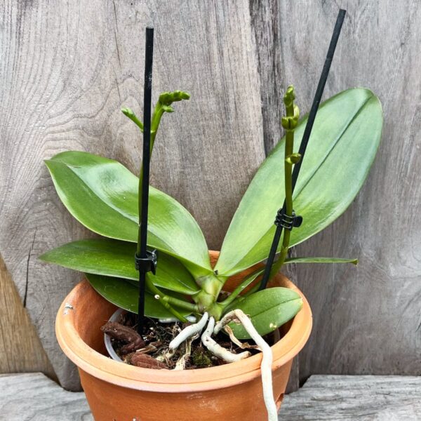 Phalaenopsis Sogo Fusion, med stänglar
