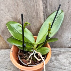 Phalaenopsis Sogo Fusion, med stänglar