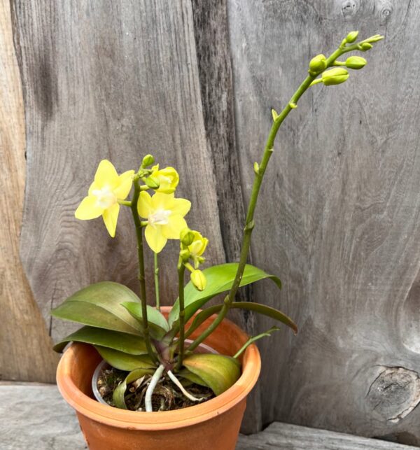 Phalaenopsis Sogo Shito, planta