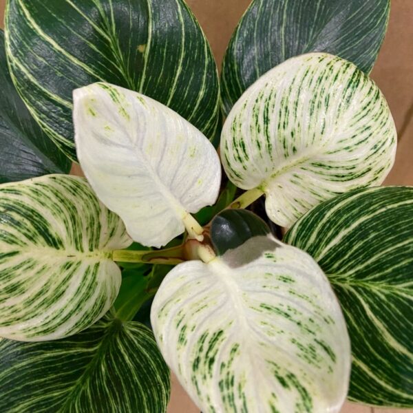 Philodendron White Veins