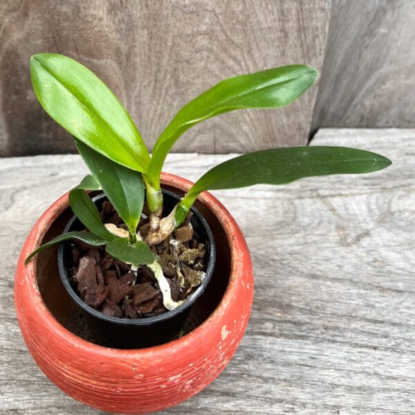 Rhyncholaeliocattleya Yen Corona 'Green Genius', ung planta