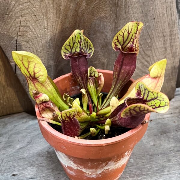 Sarracenia purpurea 'Dracula', vuxen planta