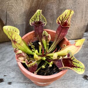 Sarracenia purpurea 'Dracula', vuxen planta