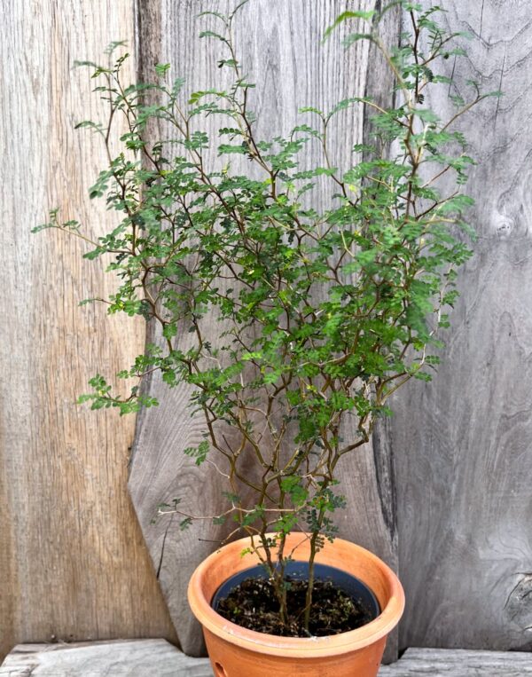 Styphnolobium japonicum, ung planta