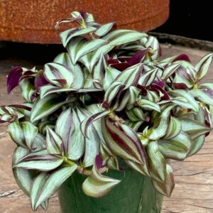 Tradescantia fluminensis 'Pink Joy', vuxen planta