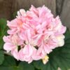 Pelargon Cupid, blomma