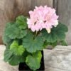 Pelargon Cupid, planta