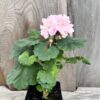 Pelargon Cupid, planta