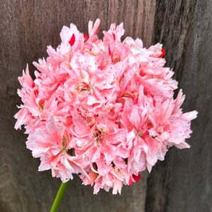 Pelargon Zoe Kathleen, blomma