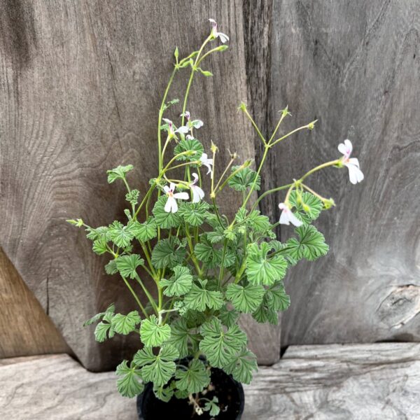 Pelargon abrotanifolium, planta