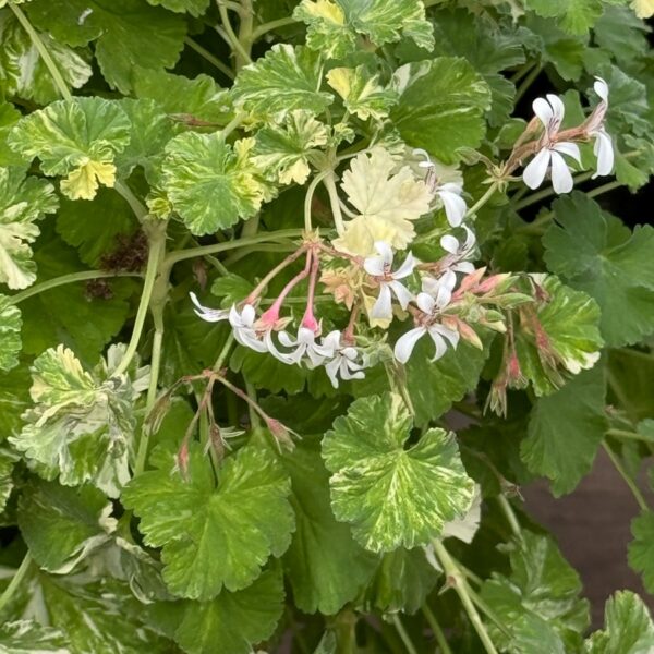 Pelargon × fragrans, blad och blommor