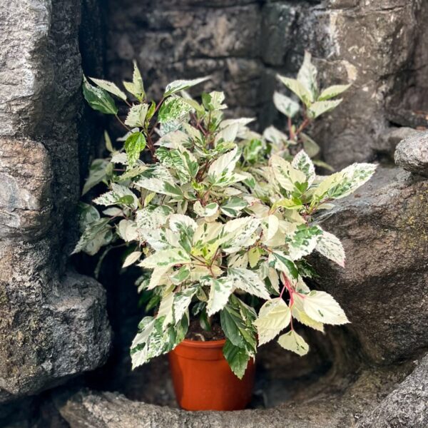 Hibiscus rosa-sinensis 'Cooperi', större vuxen planta