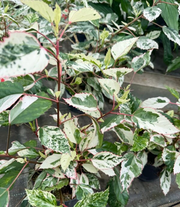 Hibiscus rosa-sinensis 'Cooperi', vuxen planta