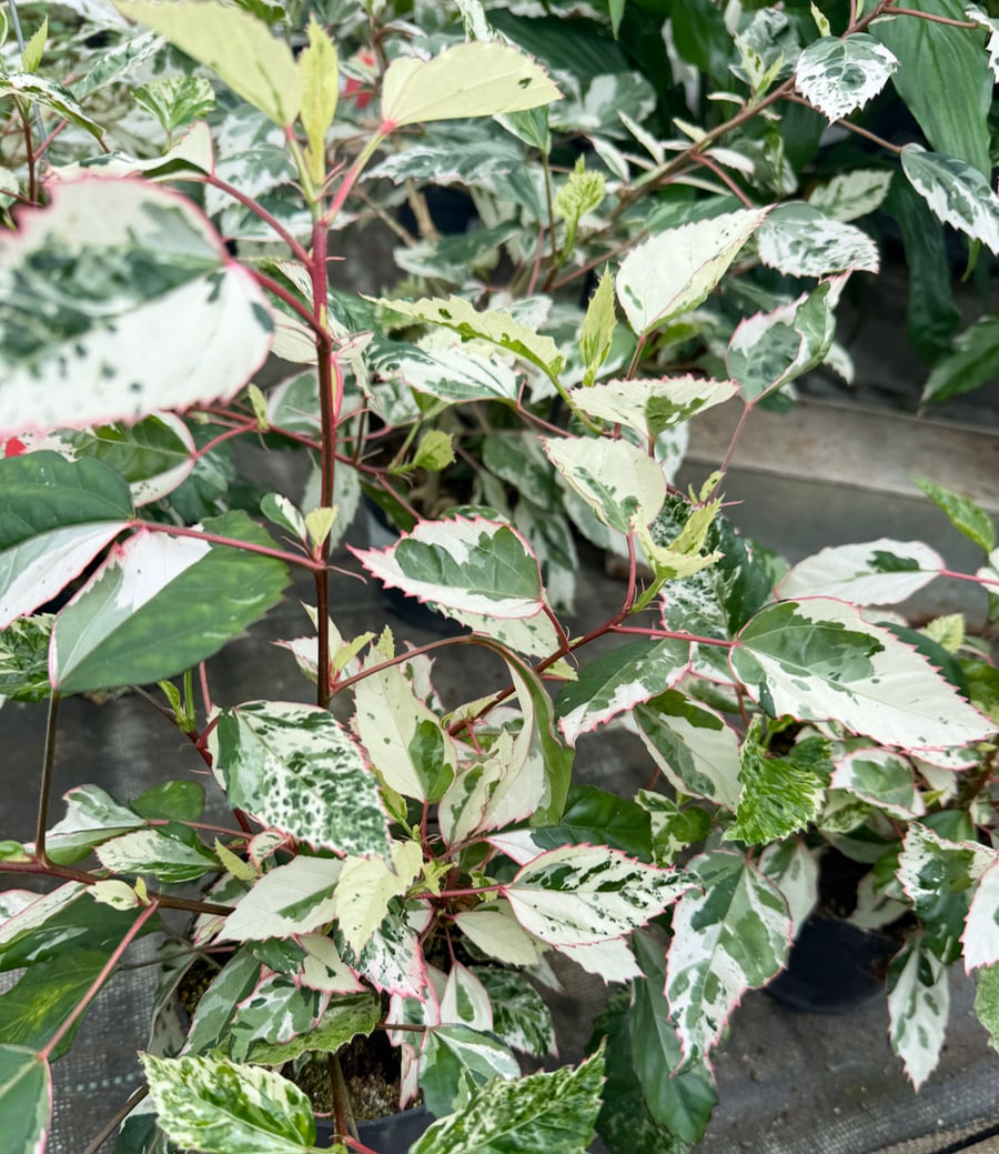 Hibiscus rosa sinensis 'Cooperi', vuxen planta