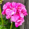Pelargon Flic Flac Violet Nova, blomma