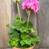 Pelargon Flic Flac Violet Nova, blommande planta