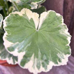Brokbladiga Pelargoner