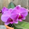 Phalaenopsis Geisha 'Pink', blomma