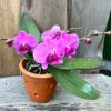 Phalaenopsis Geisha 'Pink', blommande planta