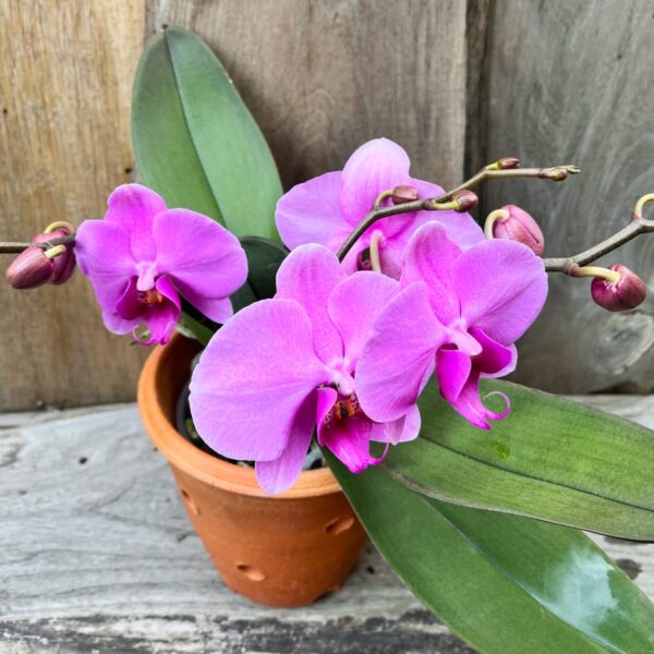 Phalaenopsis Geisha 'Pink', blommande planta