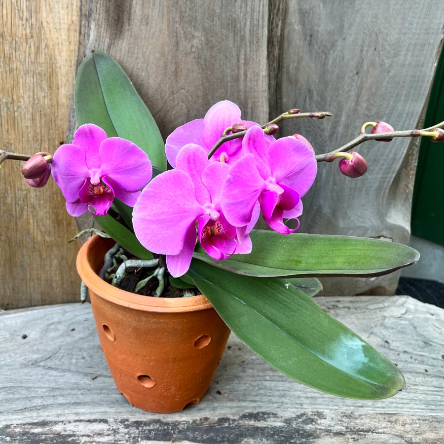 Phalaenopsis Geisha 'Pink', blommande planta
