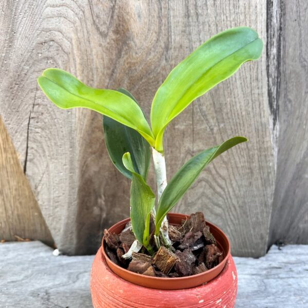Cattleya tigrina 'Dark' × 'Dark Prince', ung planta